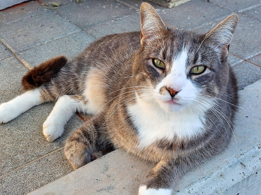 Tennisclub-Katze Tennisclub-Katze