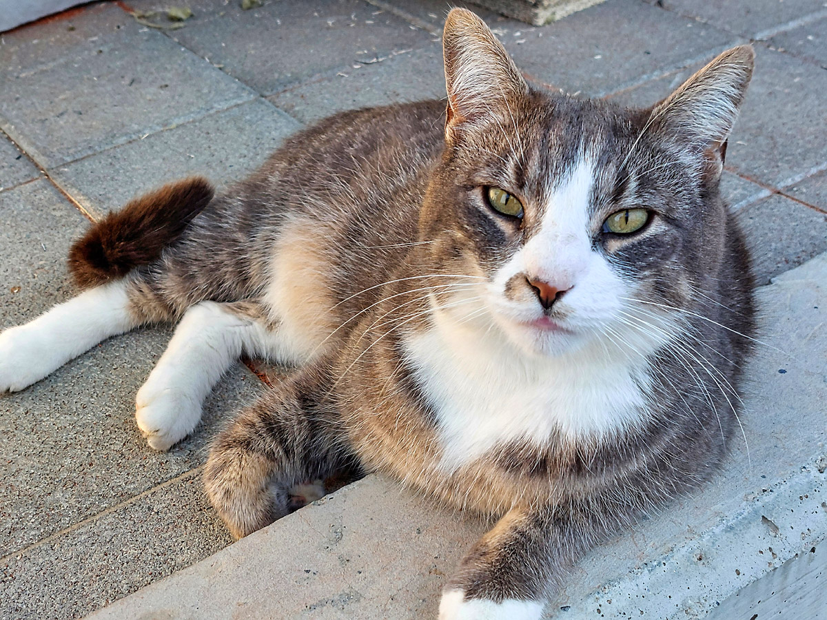 Tennisclub-Katze Tennisclub-Katze